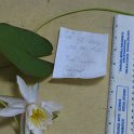 SITE14BFRAGRANT WATER LILLY